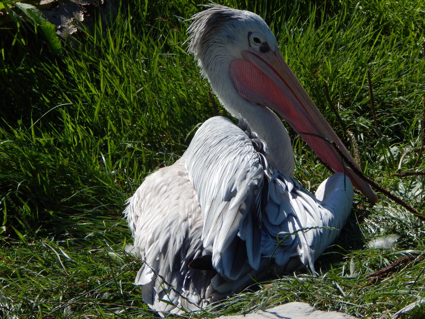 Pink-backed pelican 030924