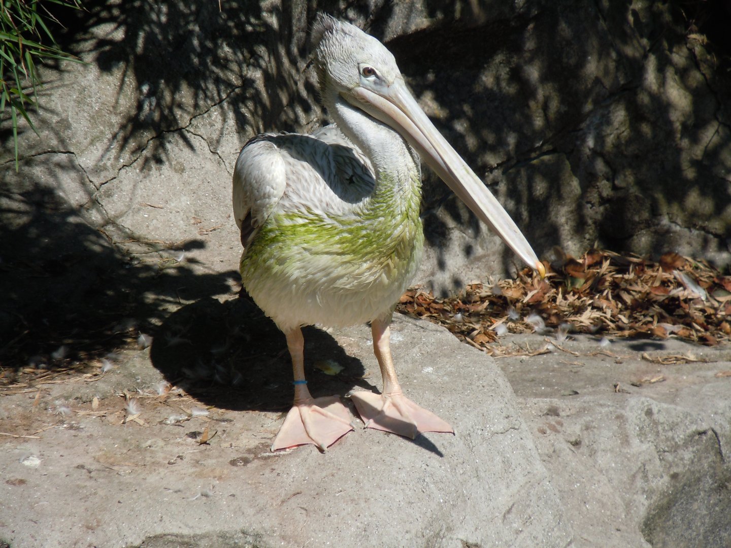 Pink-backed pelican 070820