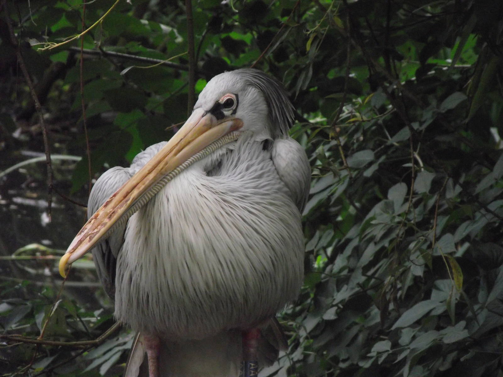 pink-backed pelican 080811