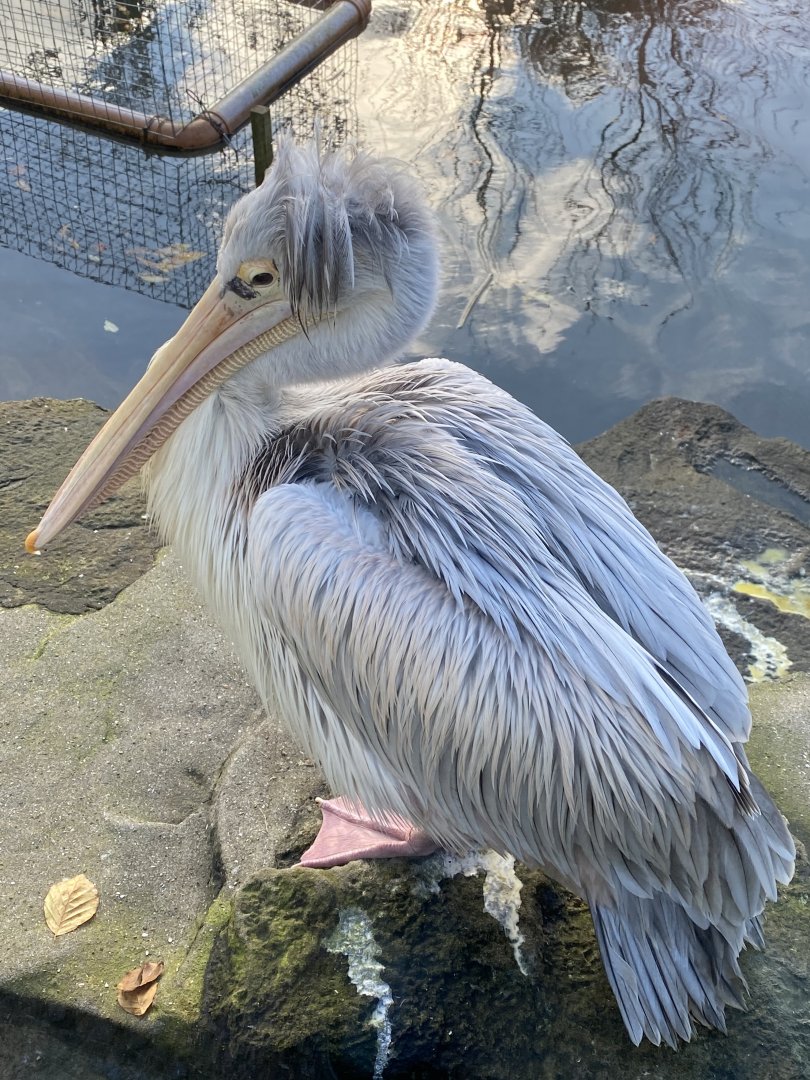 Pink-backed pelican 101119