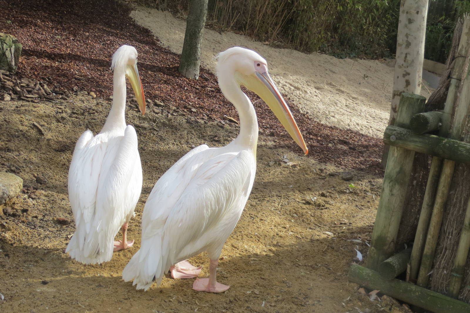 Pink-backed Pelican 140216