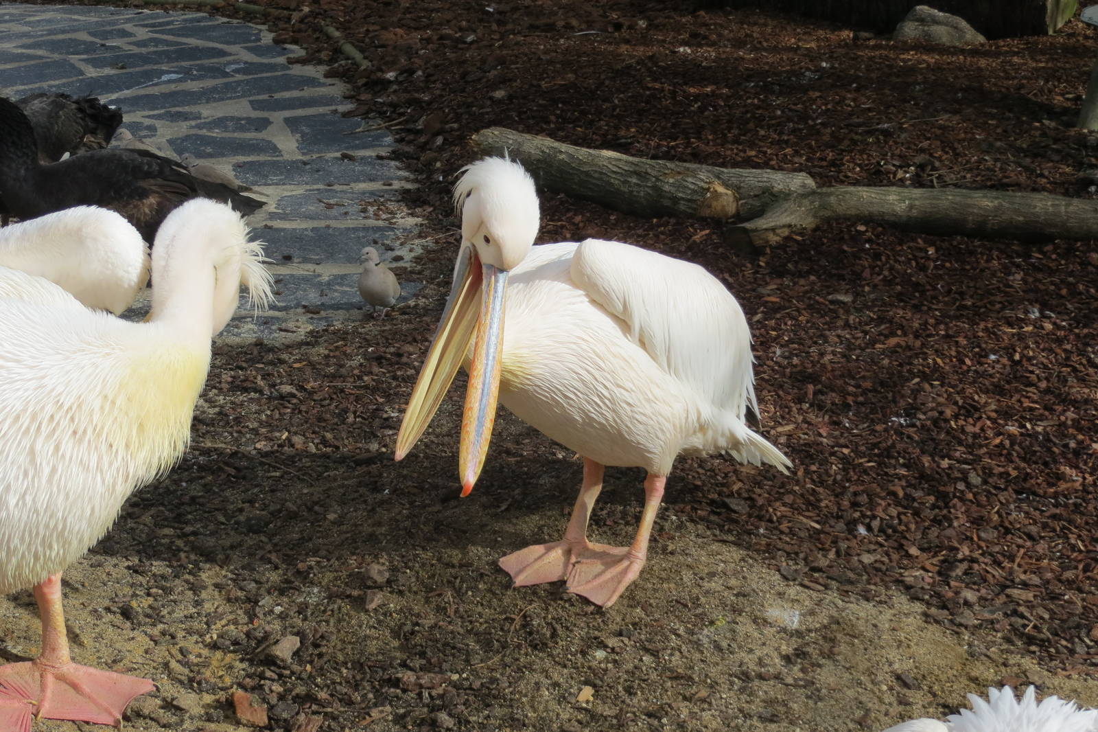 Pink-backed Pelican 140216