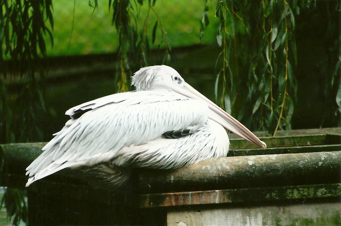 Pink-backed Pelican, 14th October 2011