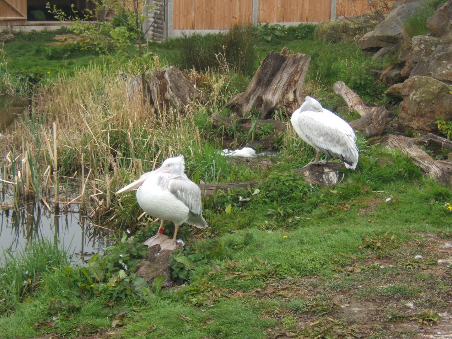Pink-backed Pelican 17/04/2019
