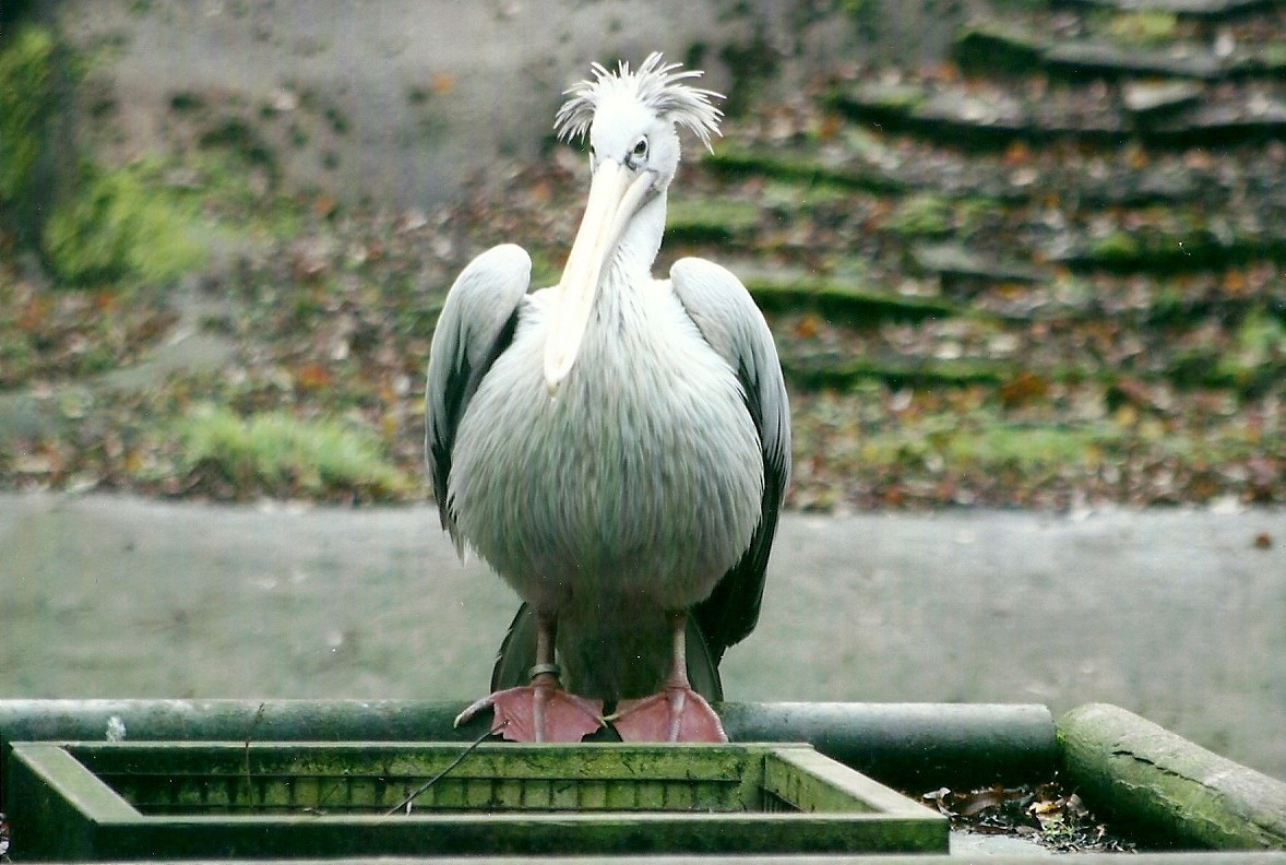 Pink-backed Pelican 1st November 2012