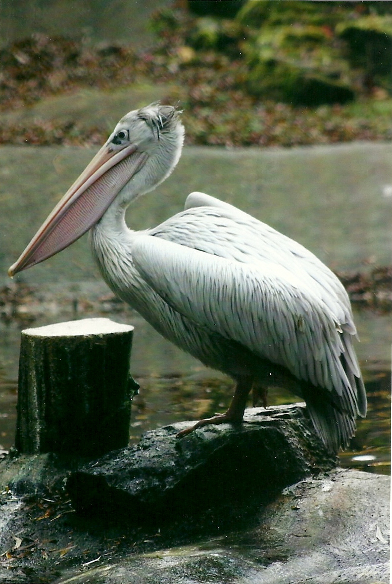 Pink-backed Pelican 1st November 2012