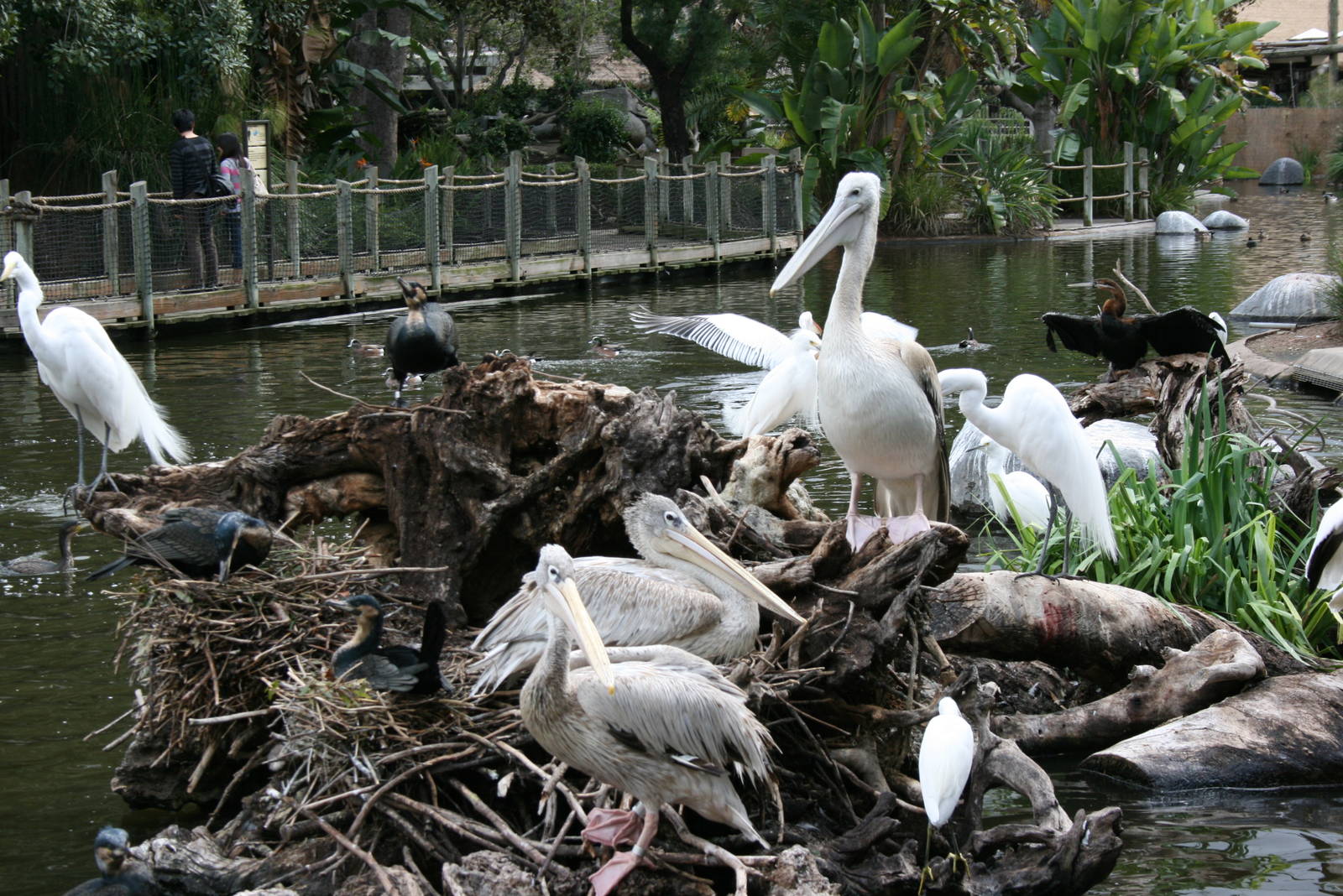 Pink-backed Pelican 2-8-09