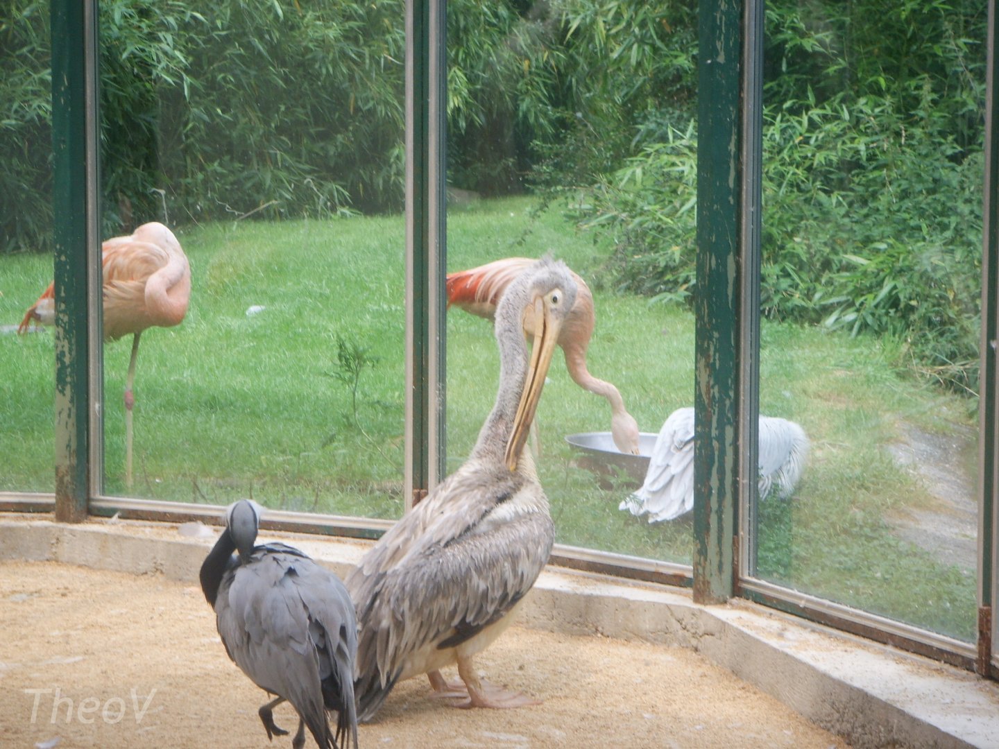 Pink-backed pelican [2005]