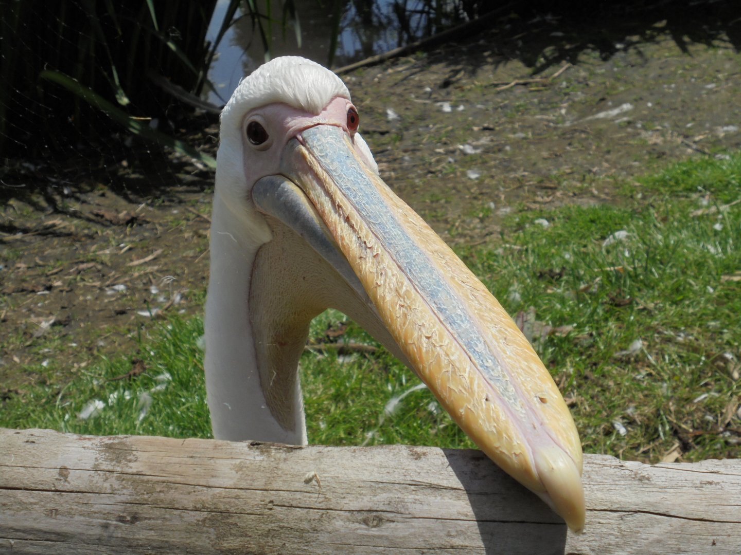 Pink backed pelican 2017