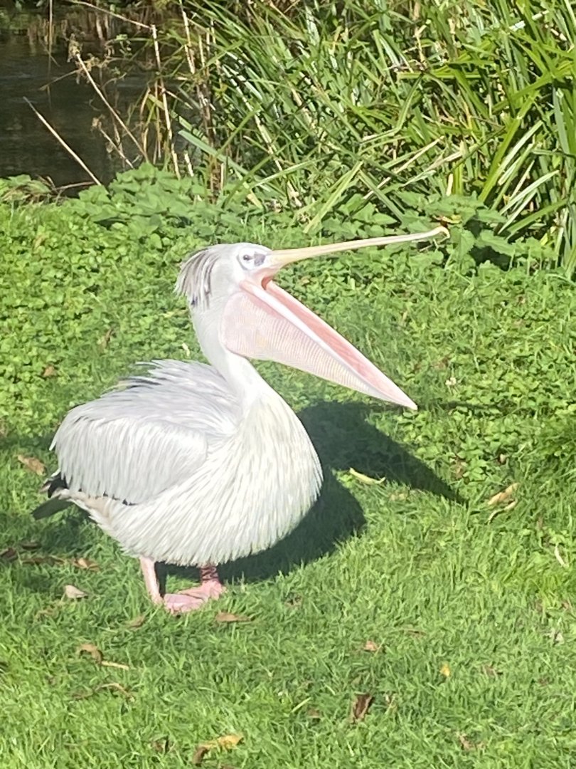 Pink-backed pelican 241023
