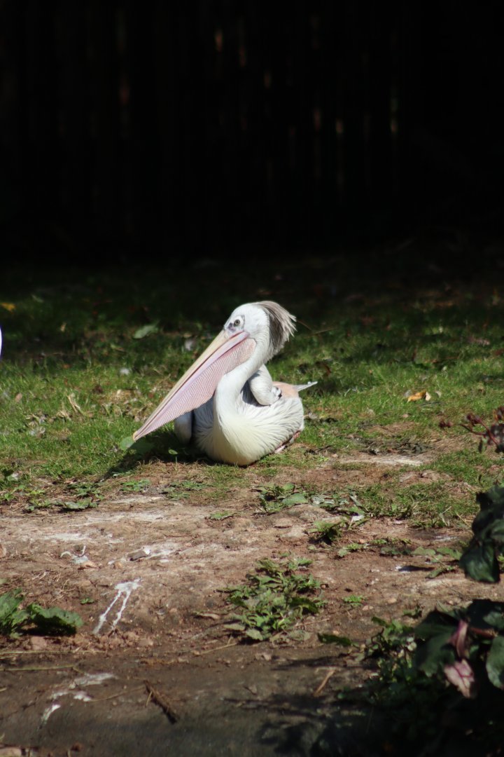 Pink-backed pelican - 6 September 2021