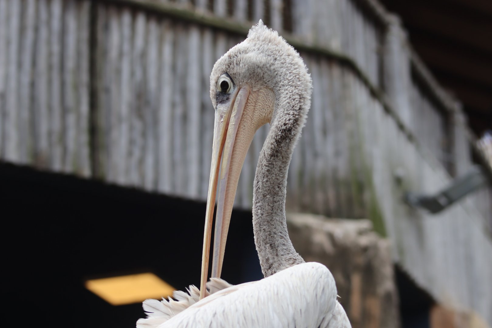 Pink-backed Pelican - 7 July 2024