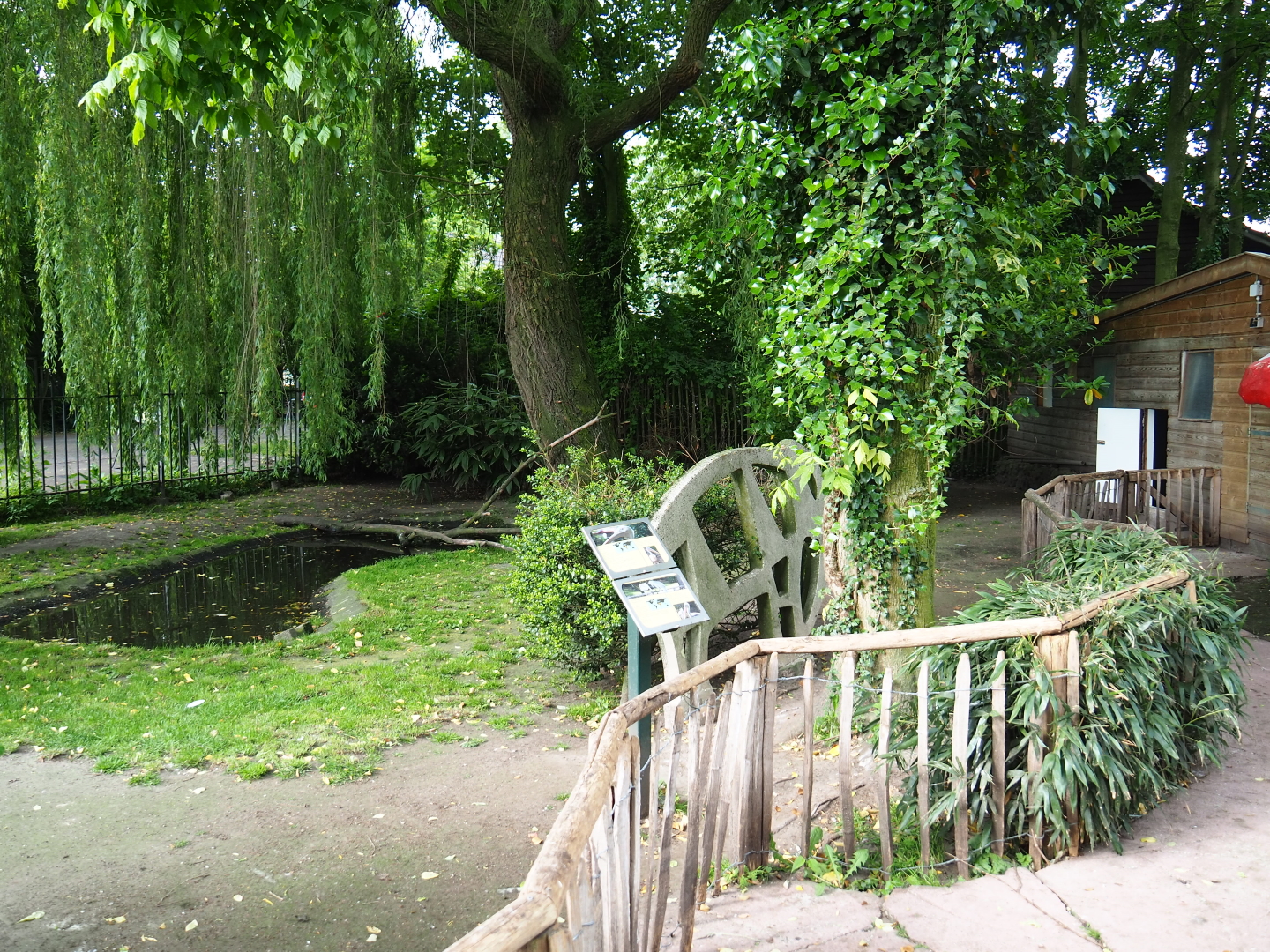 Pink-backed pelican and great white pelican exhibit, 2019-05-25