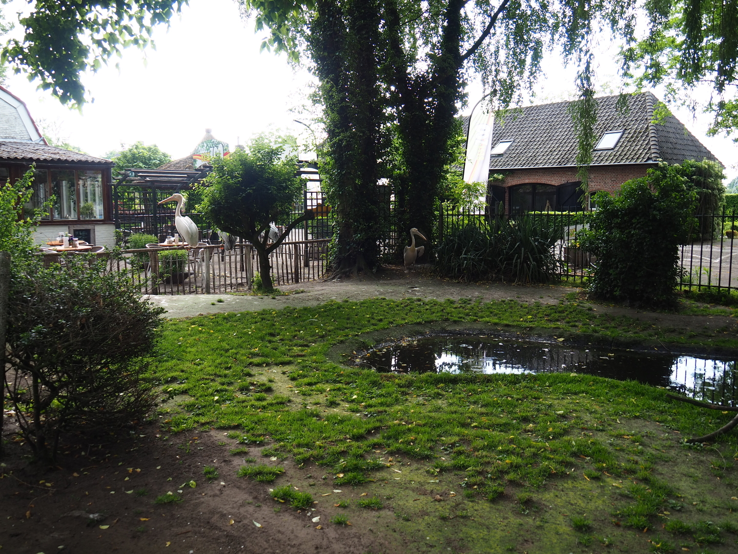 Pink-backed pelican and great white pelican exhibit, 2019-05-25