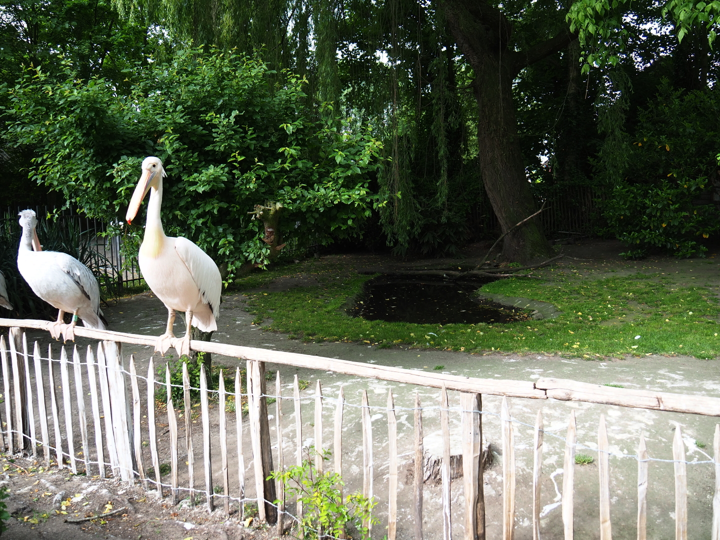 Pink-backed pelican and greater white pelican exhibit, 2019-05-25