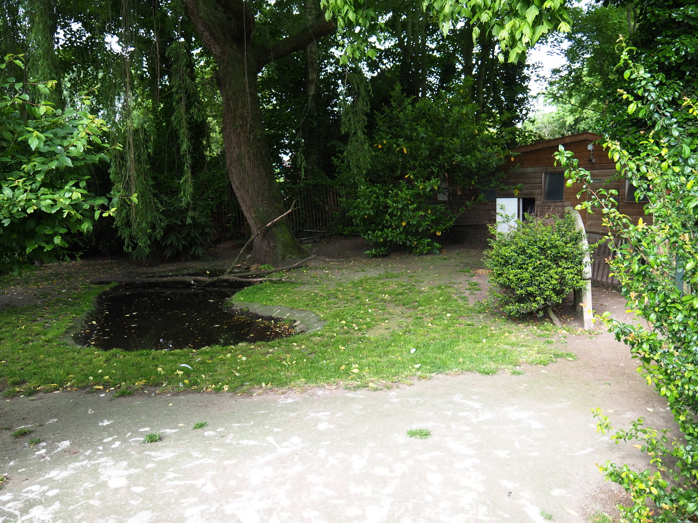 Pink-backed pelican and greater white pelican exhibit, 2019-05-25