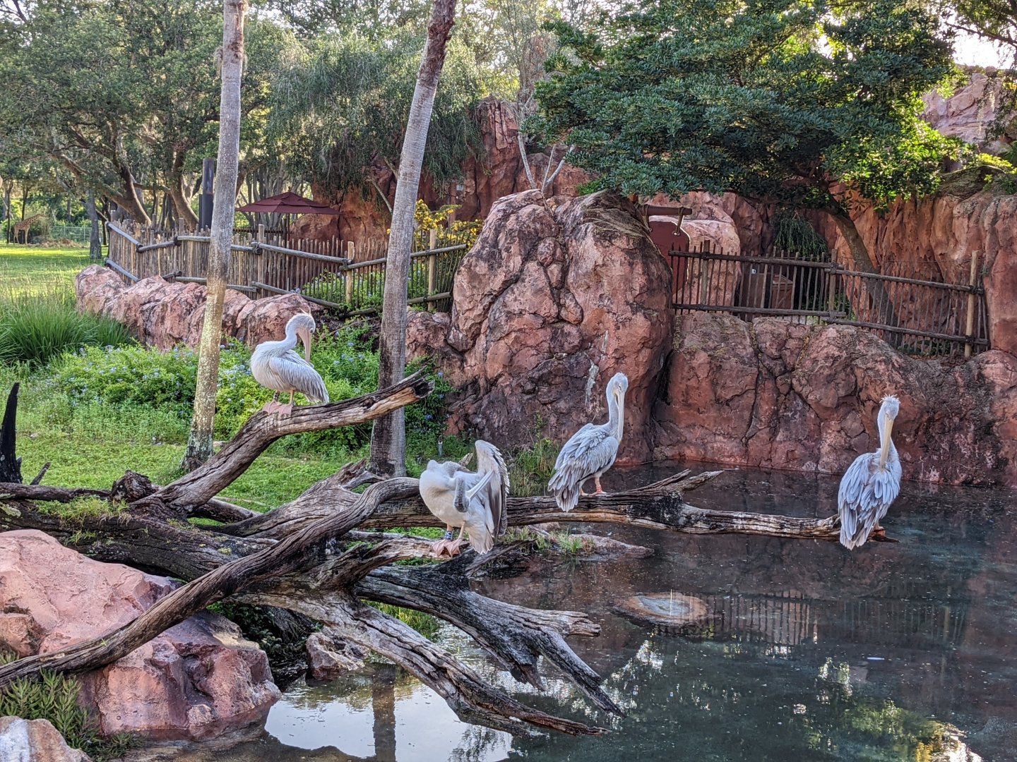 Pink backed pelican - Arusha Savanna