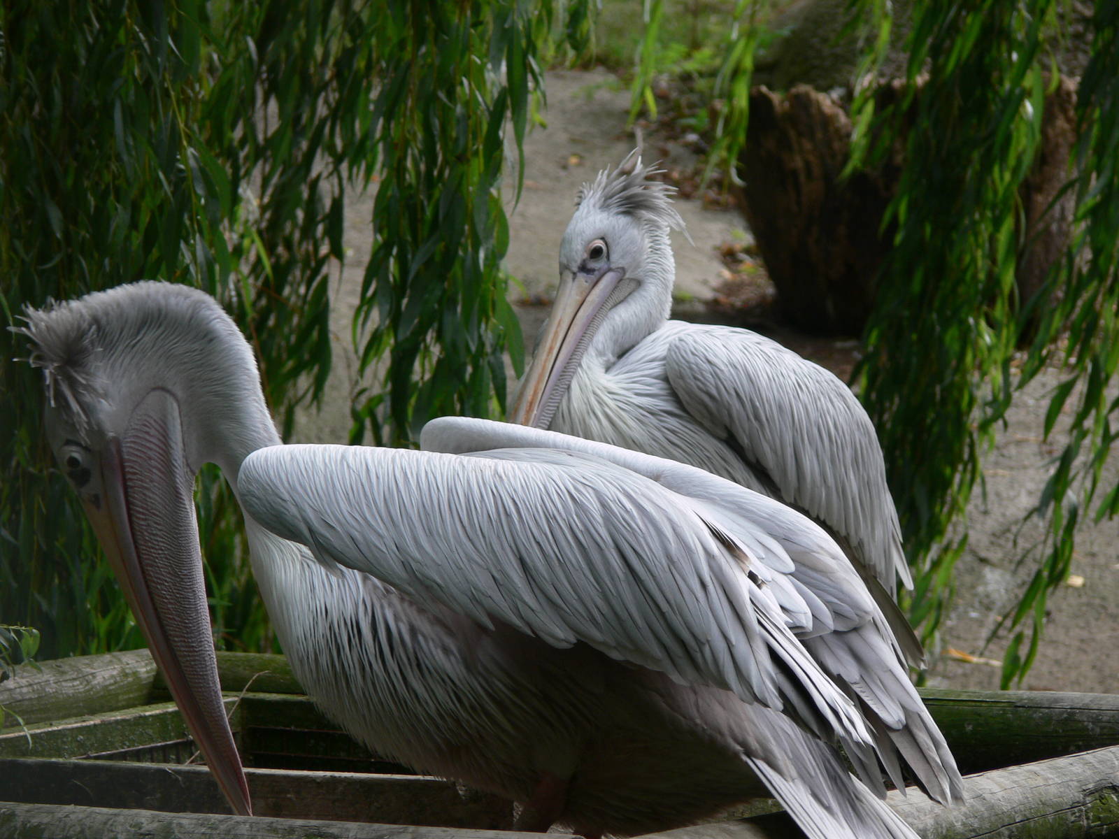 Pink-backed Pelican at Flamingo Land, 21/09/13