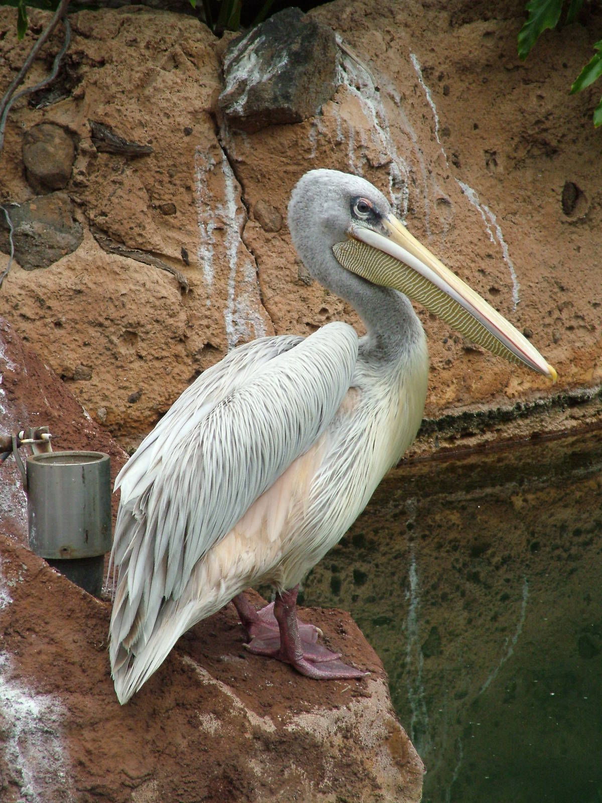 Pink-backed Pelican at Jungle Park (Las Aguilas), 13/11/10