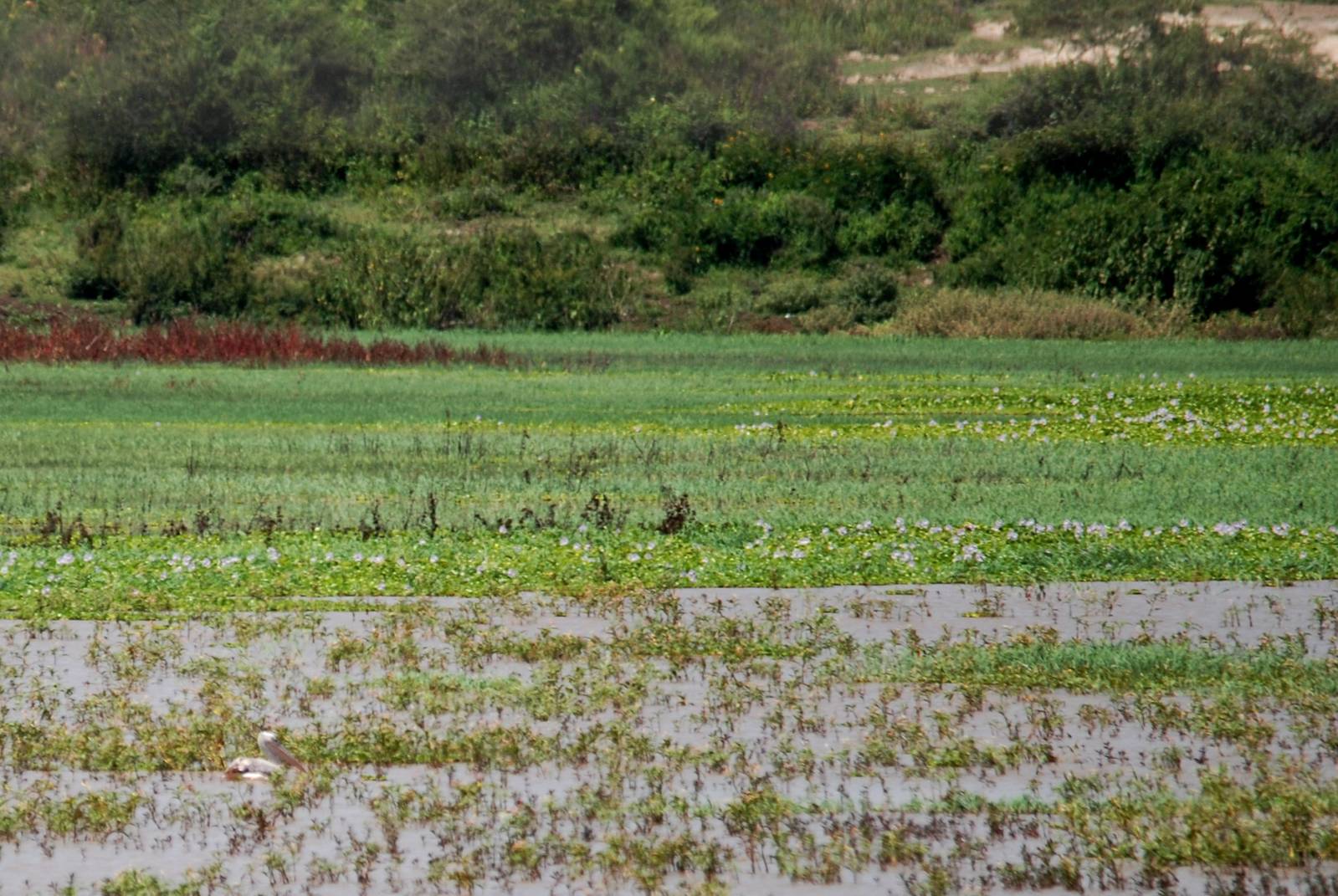 Pink-backed Pelican at Lake Koka, 13/10/14