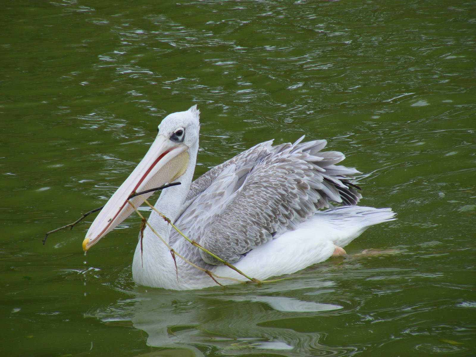 Pink backed pelican at Wingham Wildlife Park, 15 August 2010