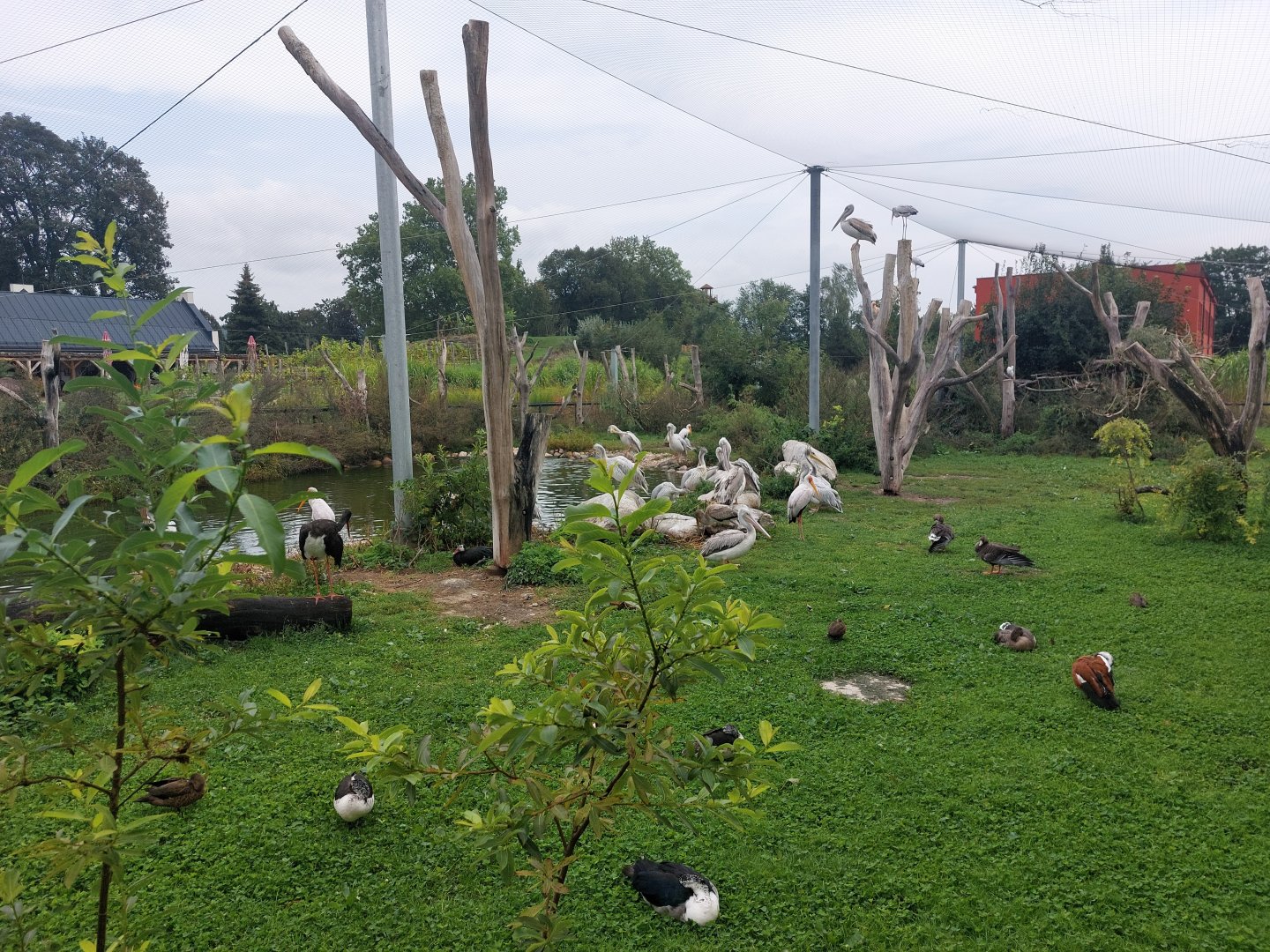 Pink-backed pelican aviary