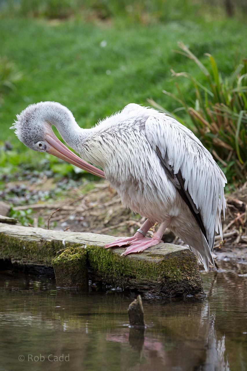 Pink-backed pelican : Birdland : 19 Apr 2015