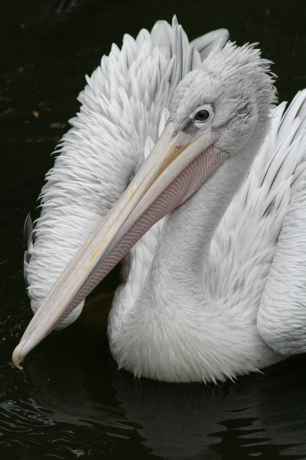 Pink-backed Pelican @ Bristol; 23.07.2011