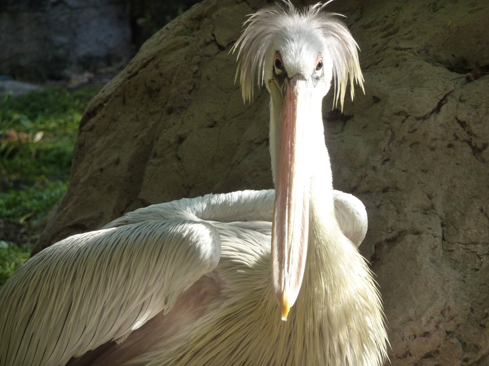 Pink-backed pelican, December 2012.