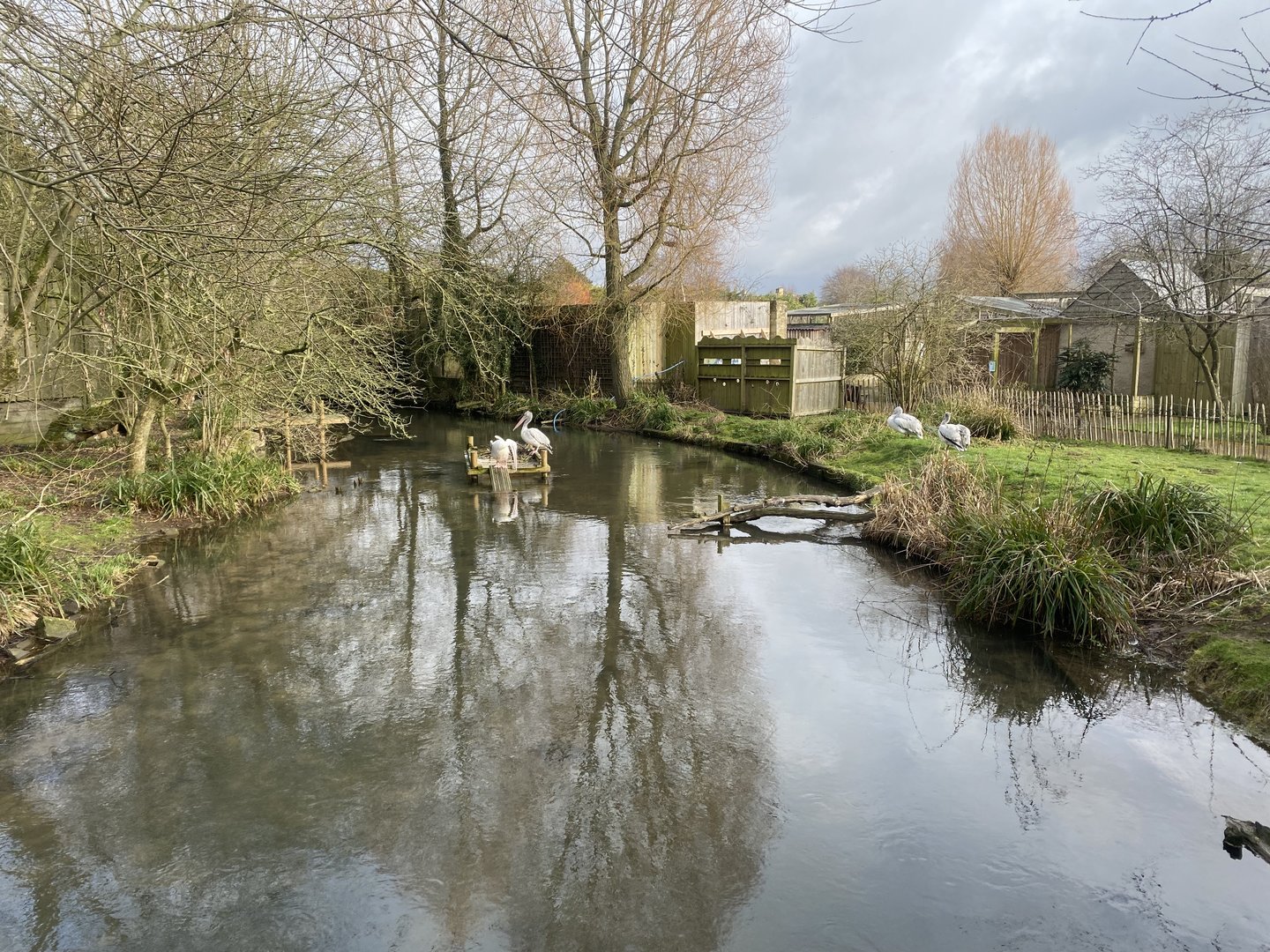 Pink-backed pelican enclosure 010323