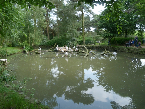 Pink-backed pelican enclosure