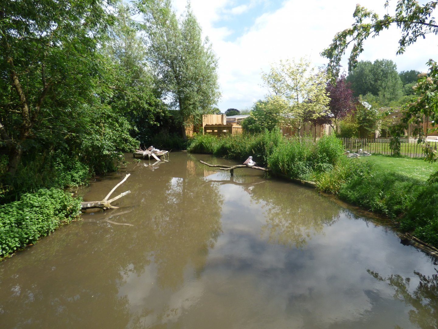 Pink-Backed Pelican Enclosure