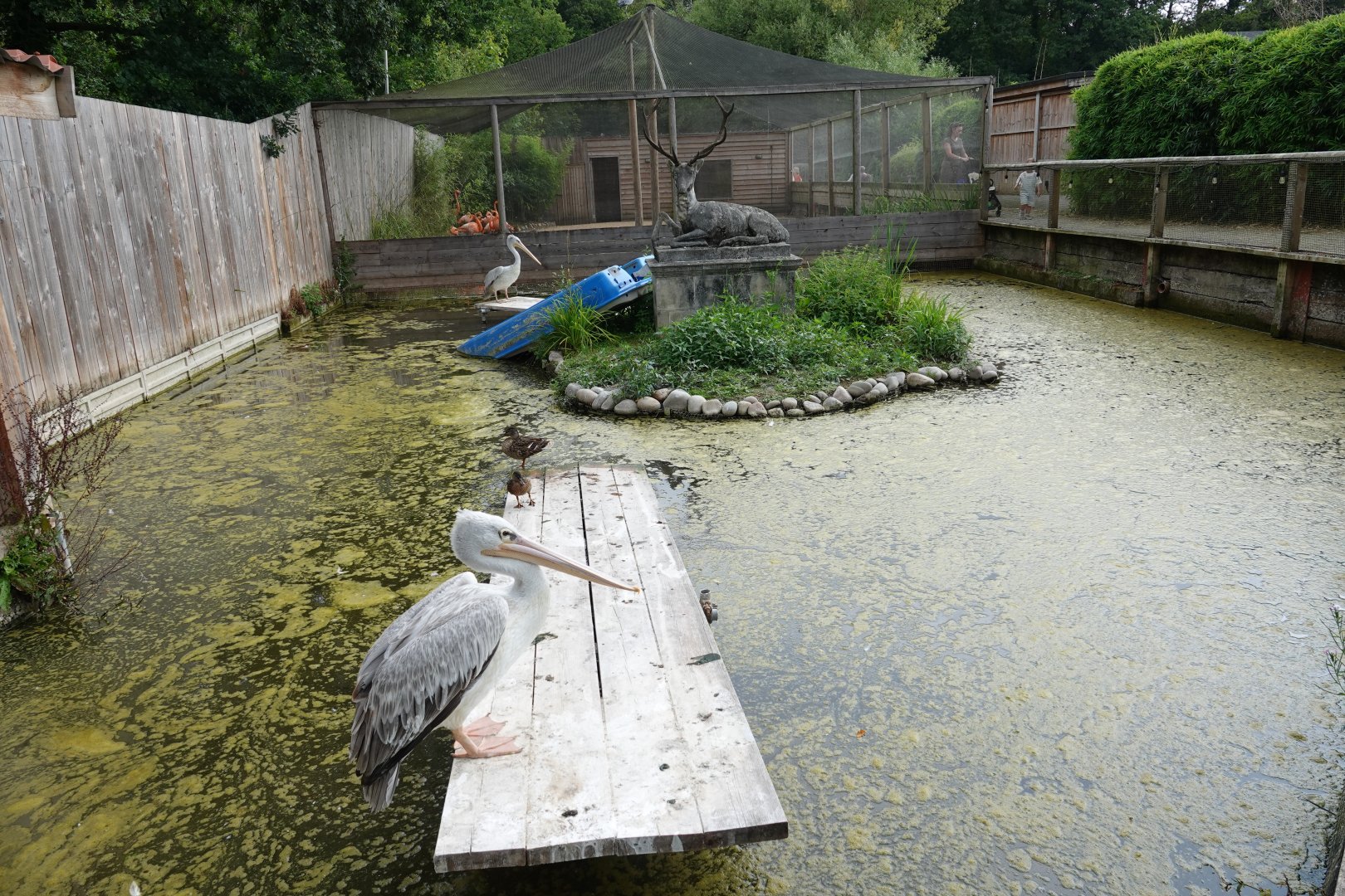 Pink-backed pelican enclosure