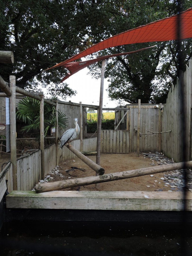 Pink Backed Pelican - Enclosure