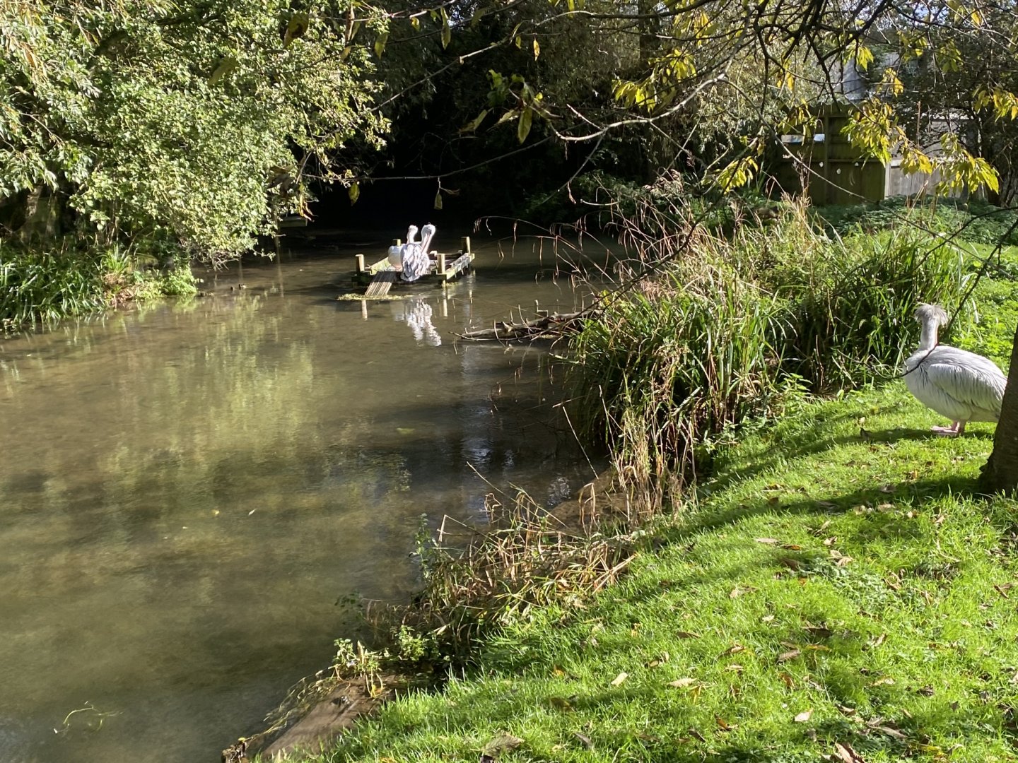 Pink-backed pelican enclosures 241023