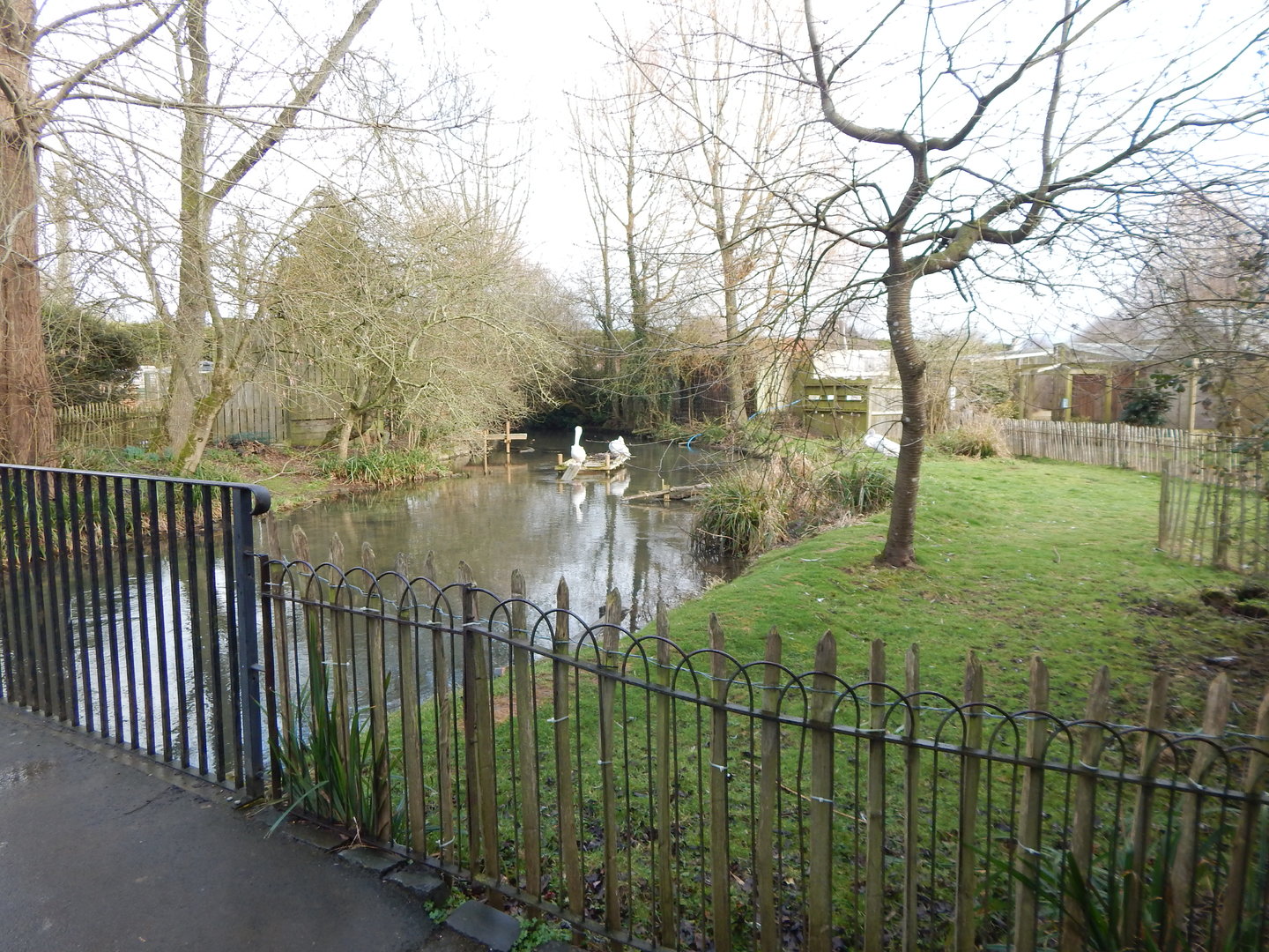 Pink-backed pelican exhibit 010323