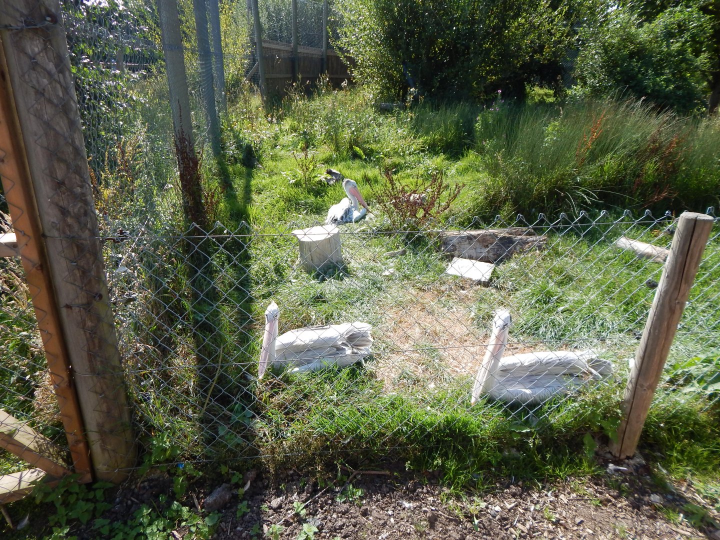 Pink-backed pelican exhibit 030924