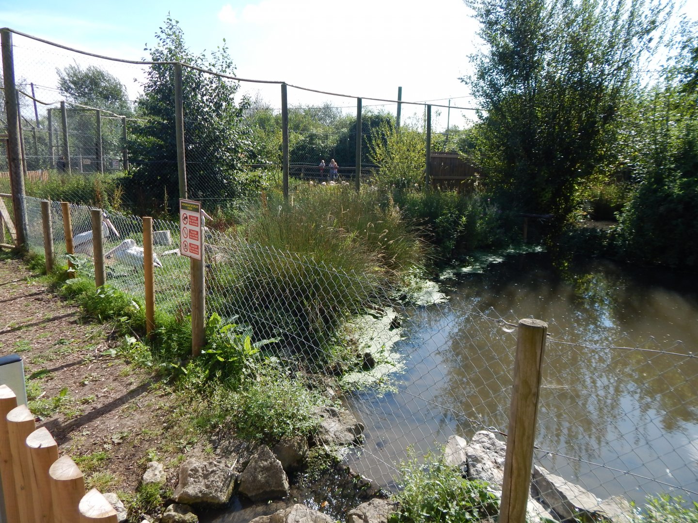 Pink-backed pelican exhibit 030924