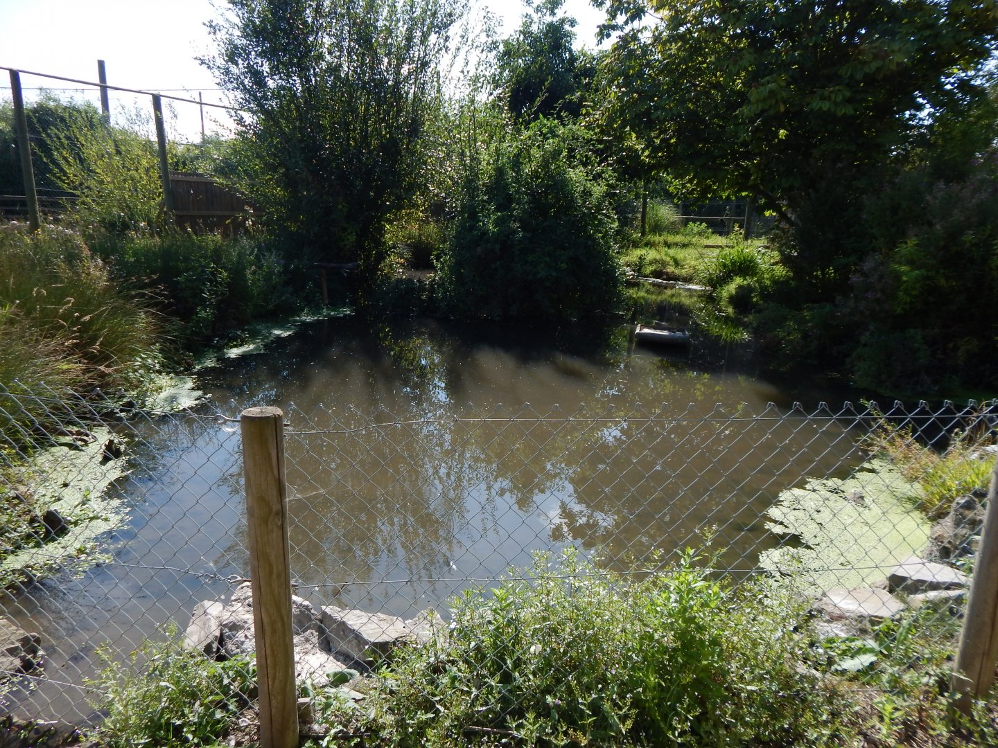 Pink-backed pelican exhibit 030924