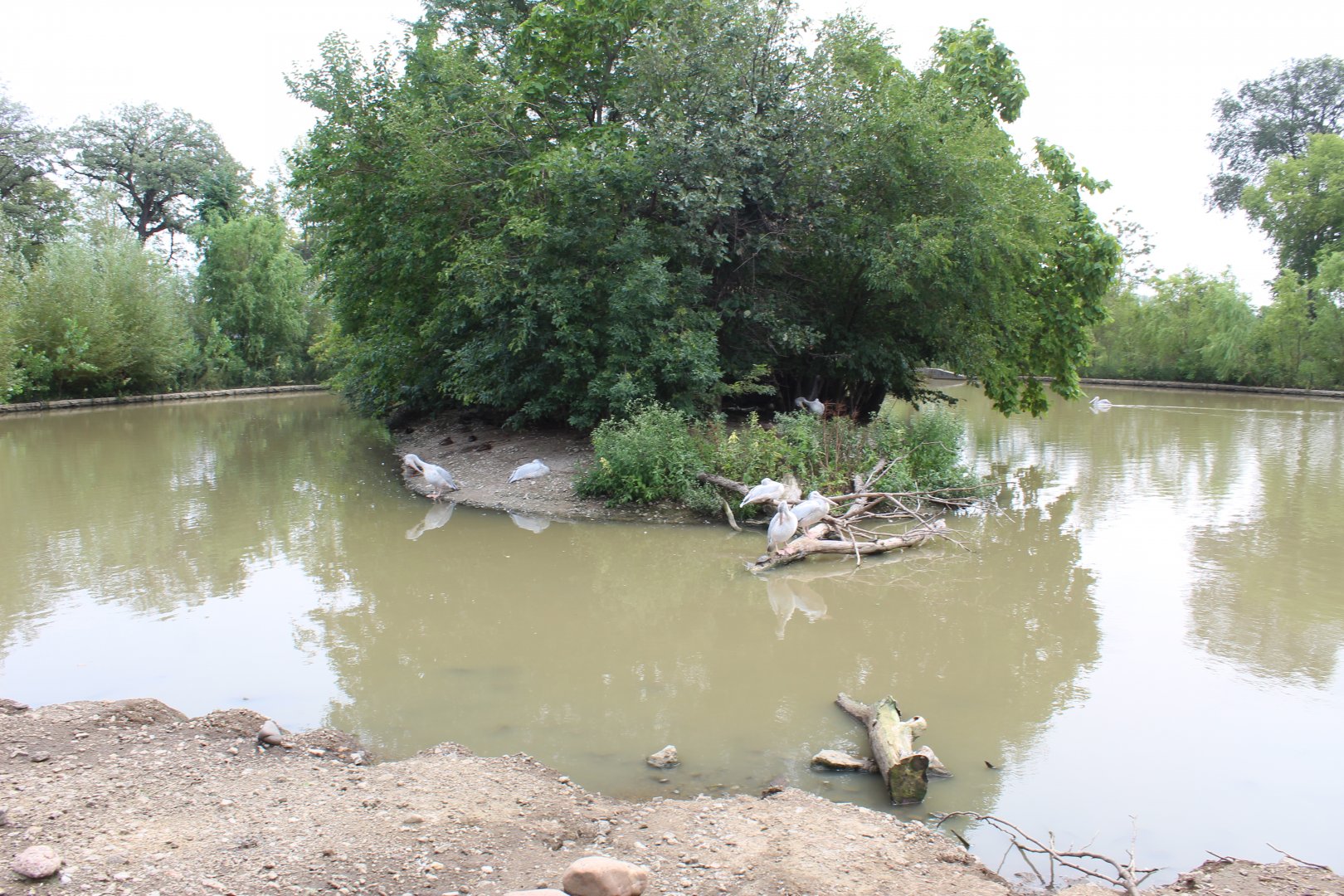 Pink-Backed Pelican Exhibit - African Grasslands