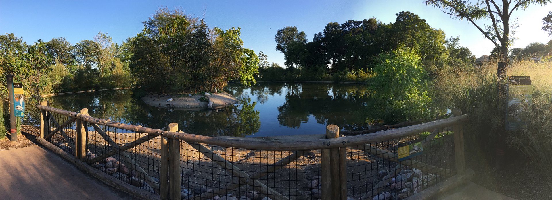Pink-Backed Pelican Exhibit