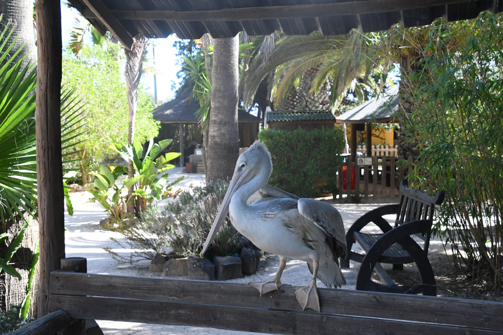 Pink-backed Pelican (free-ranging)