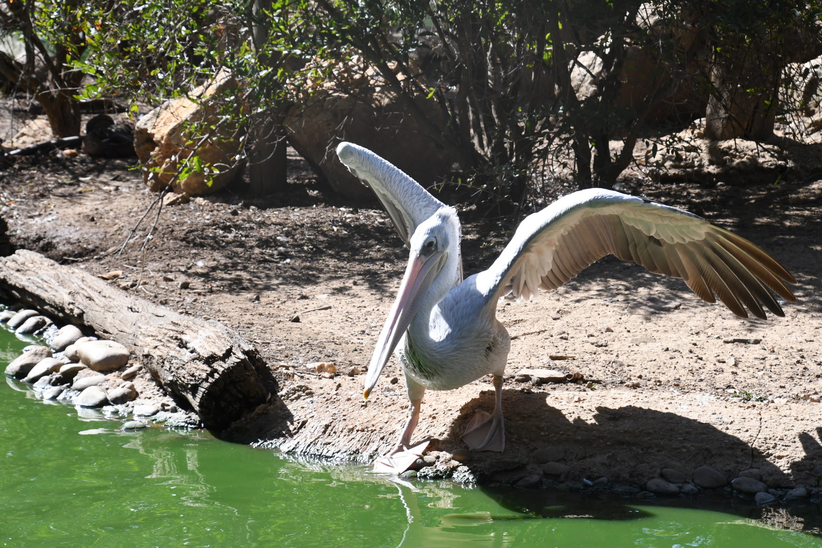 Pink-backed Pelican (free-ranging)
