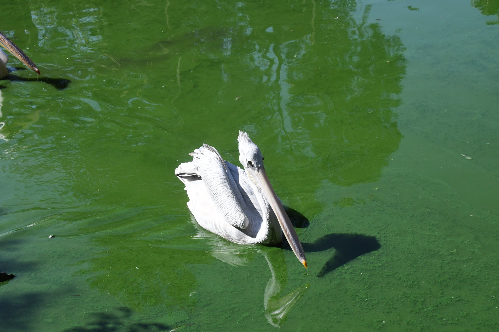 Pink-backed Pelican (free-ranging)