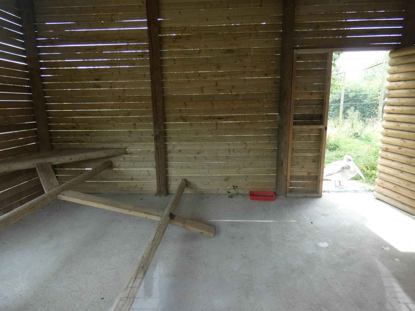 Pink-backed Pelican house