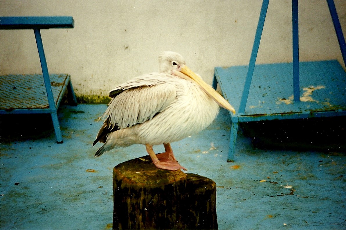 Pink-backed Pelican in Sealion Centre 20th March 1999