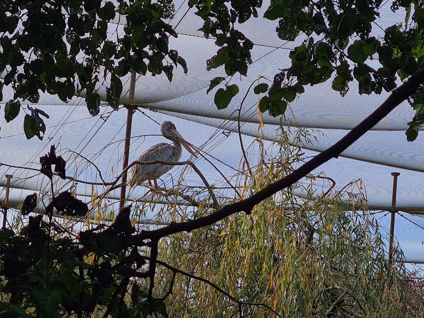 Pink-backed pelican in Vogelrijk (Realm of birds)
