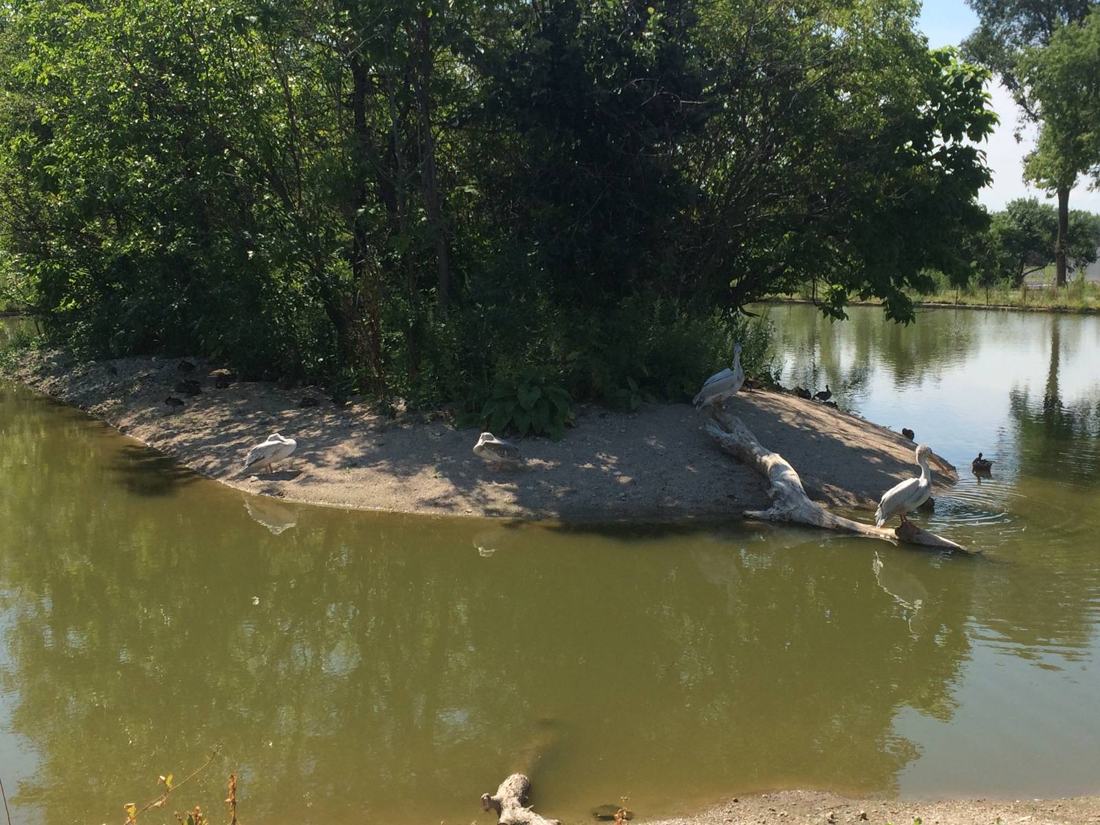 Pink Backed Pelican Island