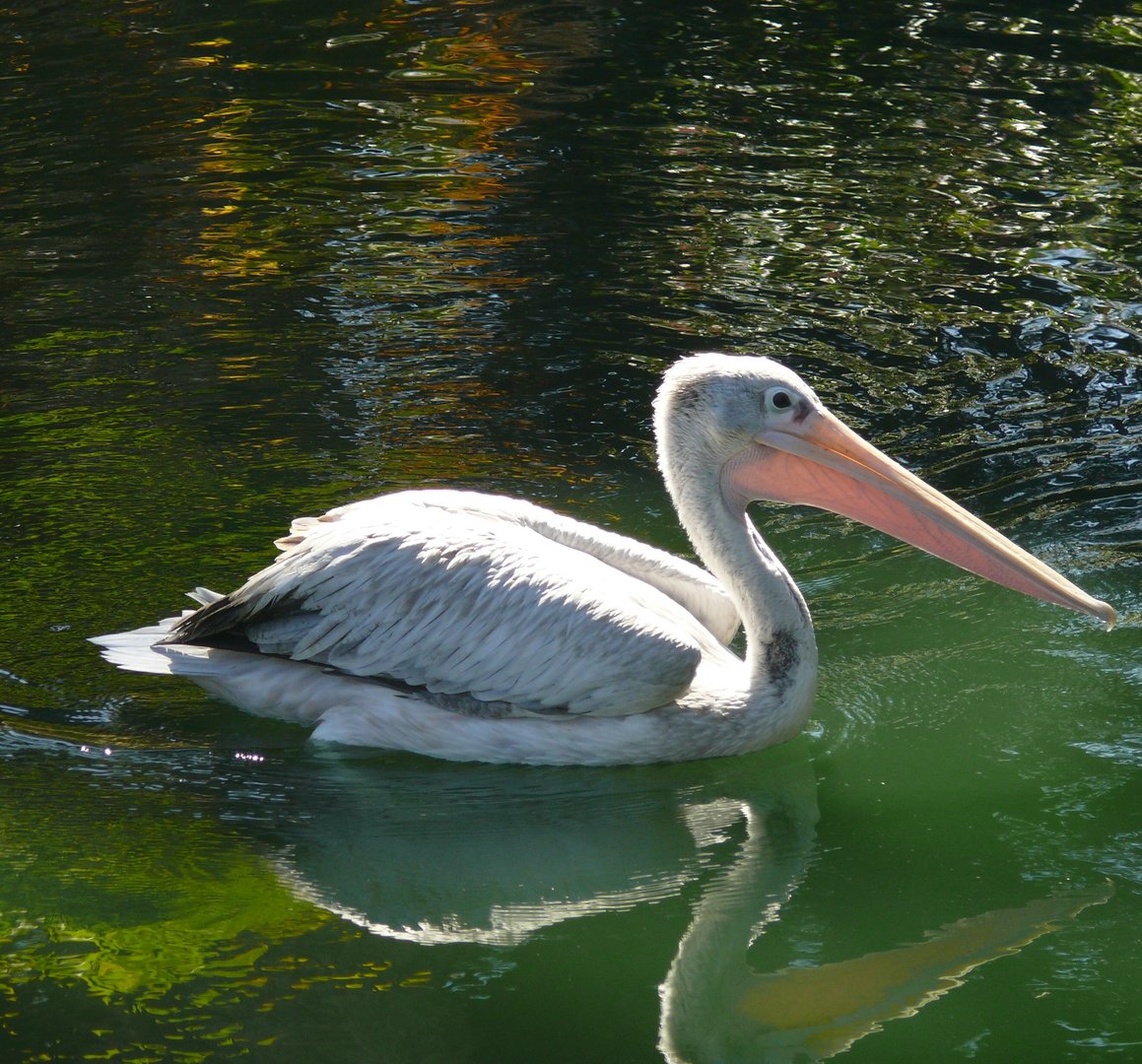 Pink-backed Pelican - July 8th 2023