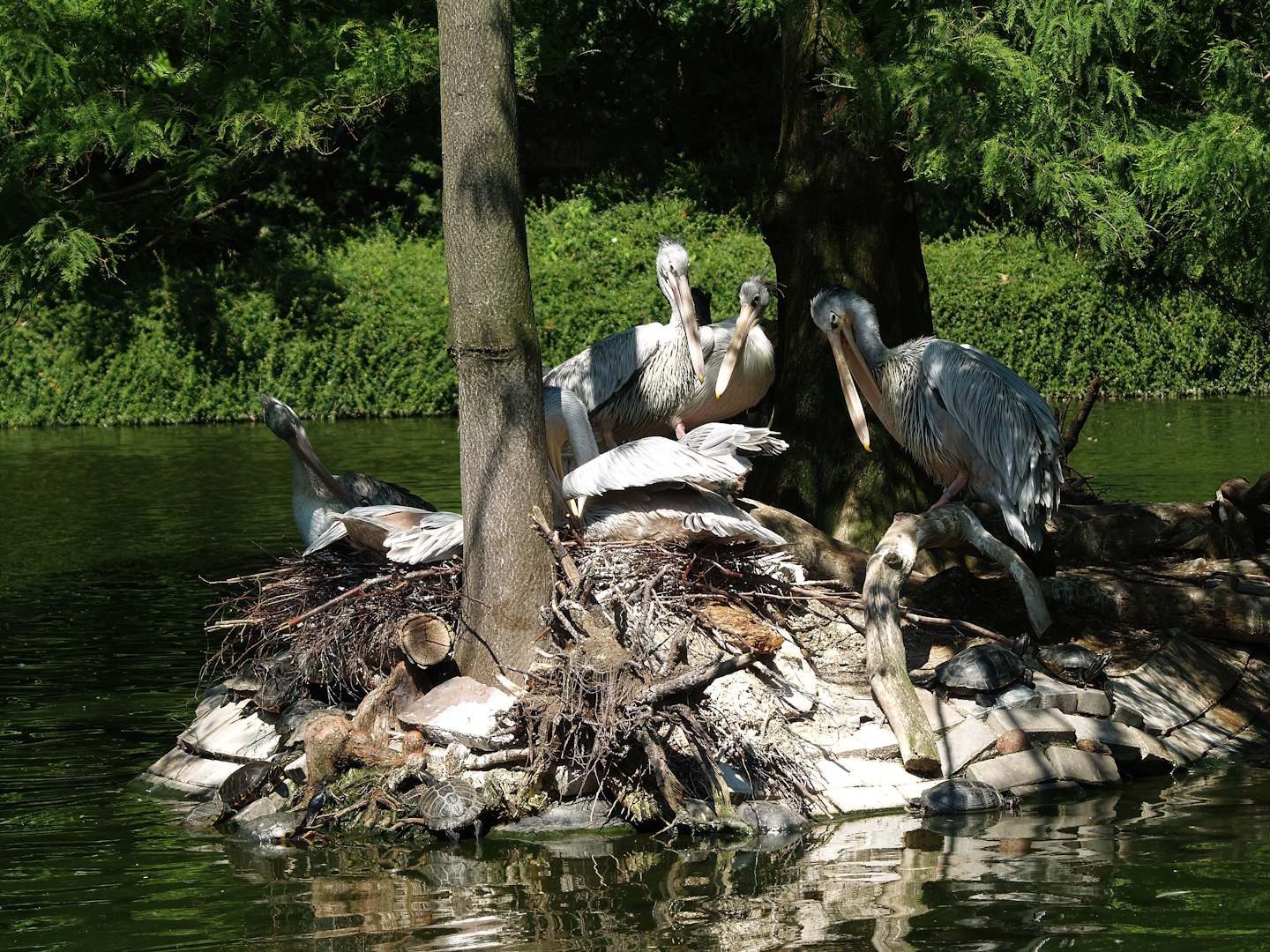 Pink-backed pelican nesting island, 2008-08-06